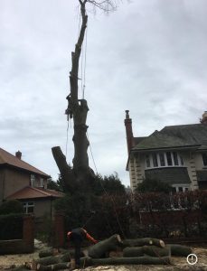 Climbing work on a mature tree